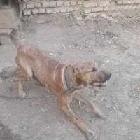 طوله سرابی  خیلی خوب جلب ۸ ماهه