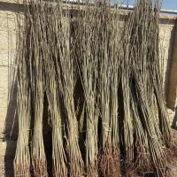 نهال صنوبر اعلا آماده ارسال|خدمات باغبانی و درختکاری|فسا, |دیوار