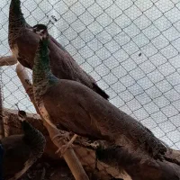 فروش طاووس های هندی|پرنده|قائم‌شهر, |دیوار