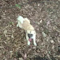 سگی باهوش و مهربون