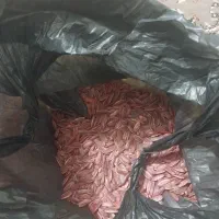 بذر تی ۵ اس ۴۰۰