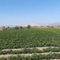 اجاره زمین کشاورزی