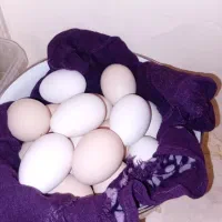 تخم گلین پنگوینی و طوسی