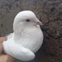 سفید ملقی نر و کاسک ماده|پرنده|زرند, |دیوار