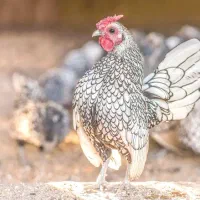 مرغ و خروس مینیاتوری سبرایت