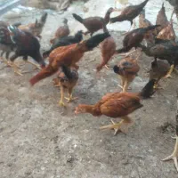 همه نوع جوجه