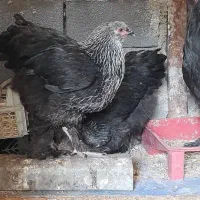 تخم مرغ برهما و رسمی نطفه دار|حیوانات مزرعه|تهران, مشیریه|دیوار