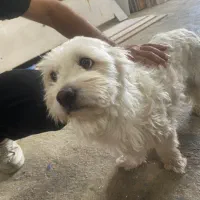 سگی در محدوده پل ارتش پیاده شده
