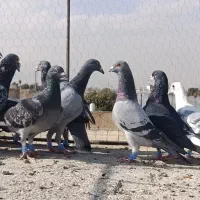 سبزوکوهی ونکی پلاکی|پرنده|شیراز, شیخ علی چوپان|دیوار