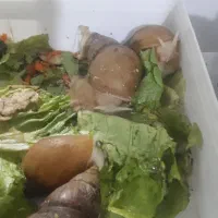 حلزون آلبینو|خزنده|اندیشه, اندیشه فاز ۱|دیوار