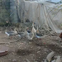 قوغاز|حیوانات مزرعه|آستانه اشرفیه, |دیوار