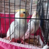 عروس هلندی|پرنده|ری, شهادت|دیوار