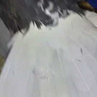 ۹تا کفتر|پرنده|شراء, |دیوار