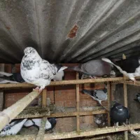 دورگ وتکپر|پرنده|قرق, |دیوار