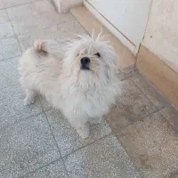 سگ پا کوتاه