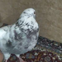 کبوتر|پرنده|چگنی, |دیوار