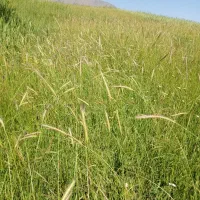 زمین کشاورزی فروشی