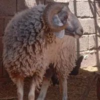 بره