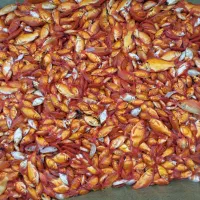 ماهی قرمز برای چکاب گیری