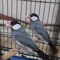 فروش یک جفت فنچ مصری