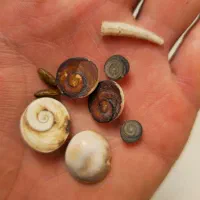 انواع مهره و لوح تضمینی|کلکسیون اشیاء عتیقه|کرمانشاه, |دیوار