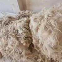 کرک و پشم گوسفند