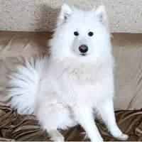 توله ساموئید