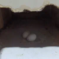 عروس هلندی|پرنده|دالاهو, |دیوار