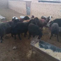 گوسفند زنده‌ ۱۱راس|حیوانات مزرعه|بشاریات, |دیوار