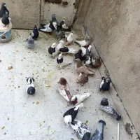 کبوتر بهبهانی