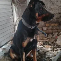 سگ باهوش وخوش تیپ