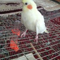 عروس هلندی نر