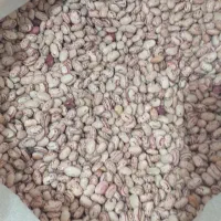 لوبیا چیتی (باقله چیتی)