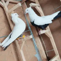 فروش کبوتر قیمت جفتی 3