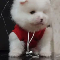 توله پامرانین .خرسی قیمت۸ تا ۱۳ بدونه واسطه خریدکن|سگ|تهران, والفجر (افسریه)|دیوار