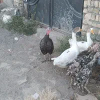 مرقو خوخوروس|حیوانات مزرعه|مشهد, نیزه|دیوار