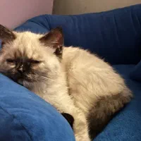 گربه ی سیامی|گربه|کرمانشاه, |دیوار