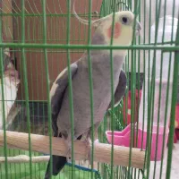 یک عدد عروس هلندی نرباهوش|پرنده|فردیس, نیروگاه برق|دیوار