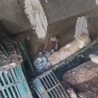 یه جفت کبوتر گرگی پرشی