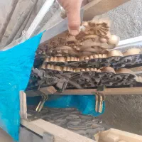 کتیبه بالای پرده درجه یک ۵ متر|پرده، رانر، رومیزی|شاهیوند, |دیوار