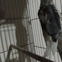 عروس نر وایت فیس|پرنده|ساوه, |دیوار