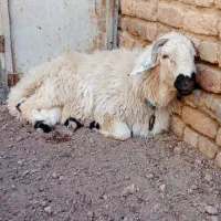 گوسفند نر بره|حیوانات مزرعه|قم, بقیع|دیوار