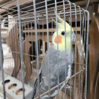 عروس هلندی|پرنده|املش, |دیوار