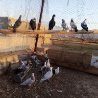 کبوتر