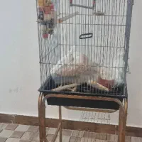 قفس با پایه استیل با لوازم موجود