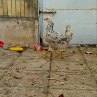 ۴ عدد مرغ گلین طوسی تازه تخم|حیوانات مزرعه|فولادشهر, زاینده رود|دیوار