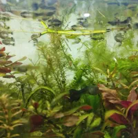 بچه ماهی ( گوپی)|ماهی|اهواز, کوی جانبازان(دانش)|دیوار