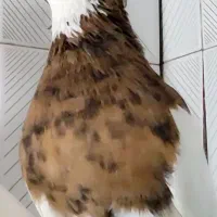 حدود ۲۵ جفت کبوتر طوقی