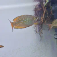 ماهی آکواریوم