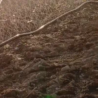 فروش زمین کشاورزی